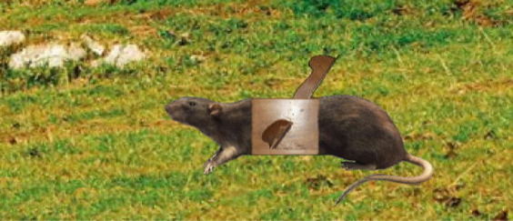 ratBeau