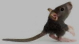 ratcourci